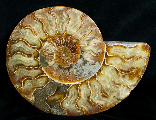 Bargain Inch Ammonite (Half) #4540